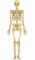 Os porquês do nosso corpo
